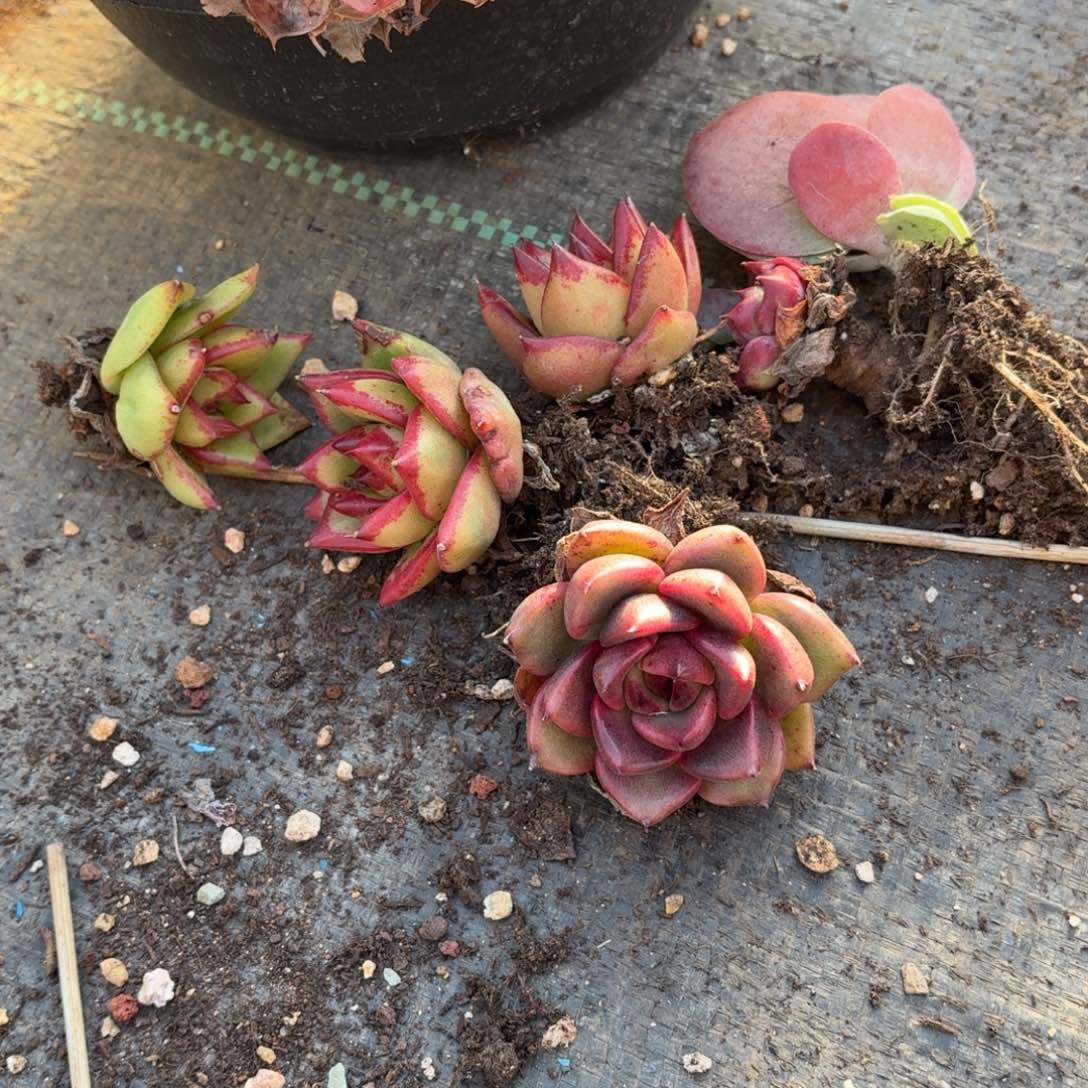 叫***张多肉漂亮不退不换