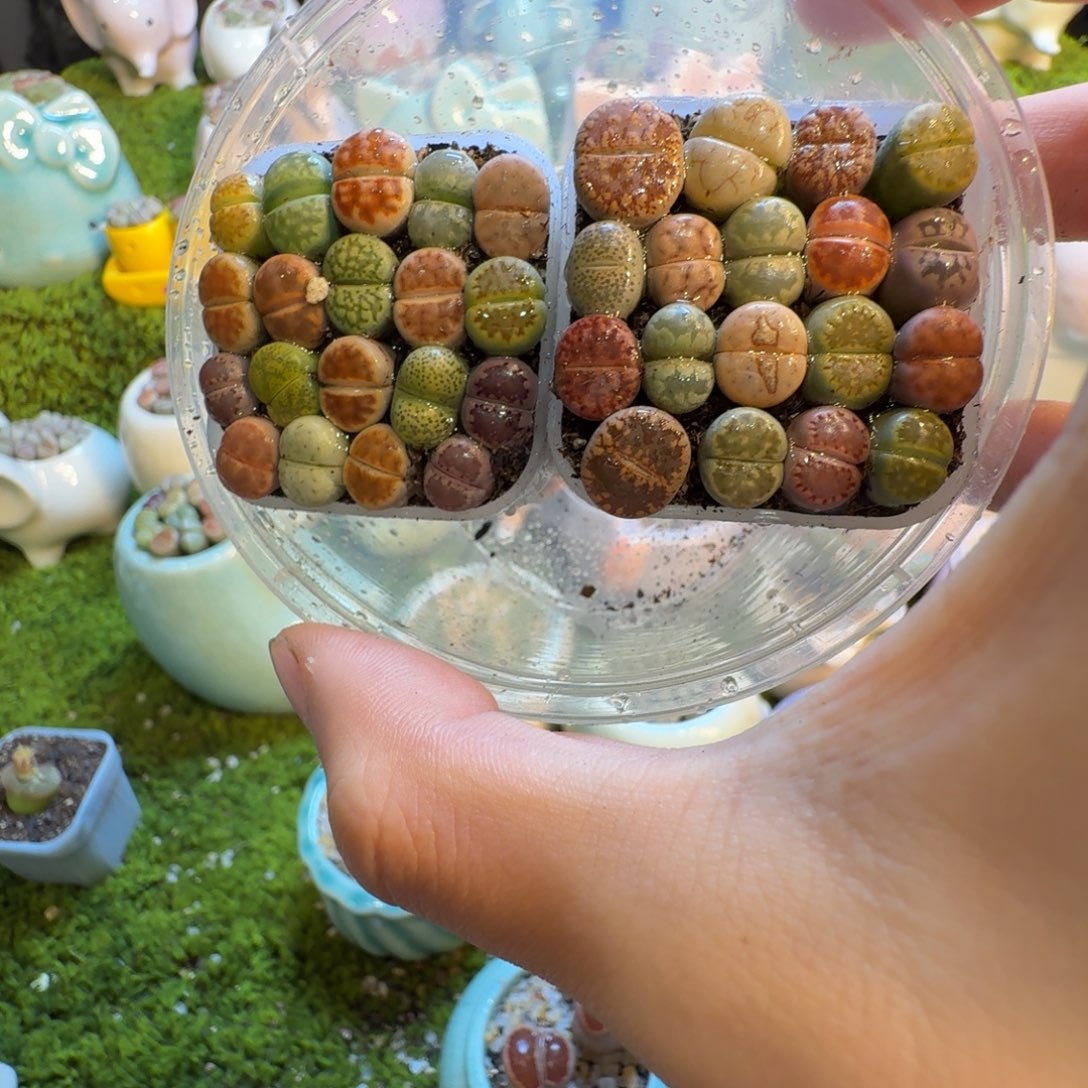 晋***晋多肉植物的生长发育1385