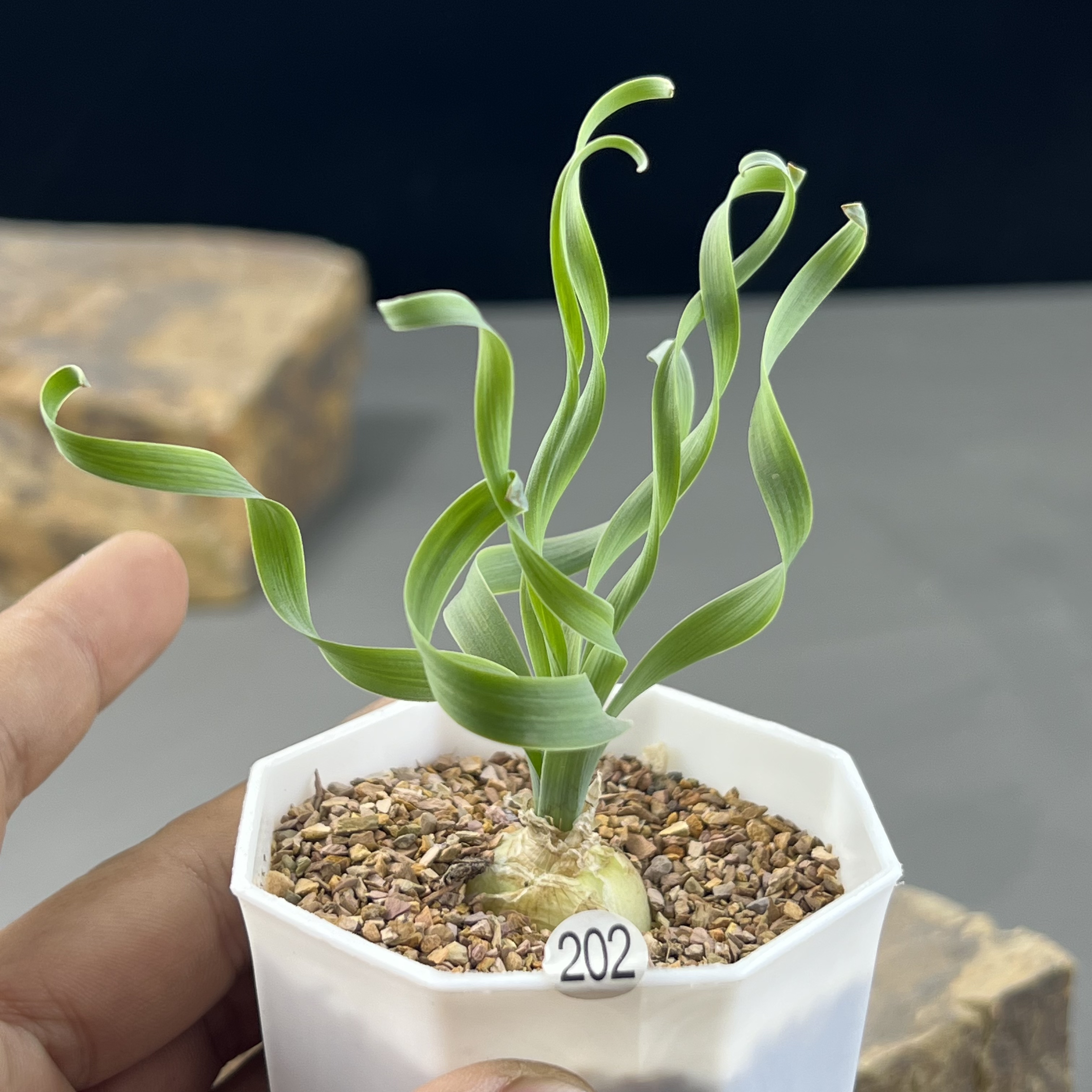 宽弹簧草一物一拍202