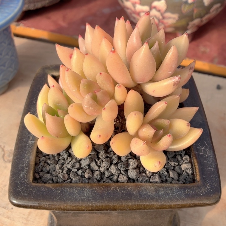 多肉植物 林肯一物一拍-4