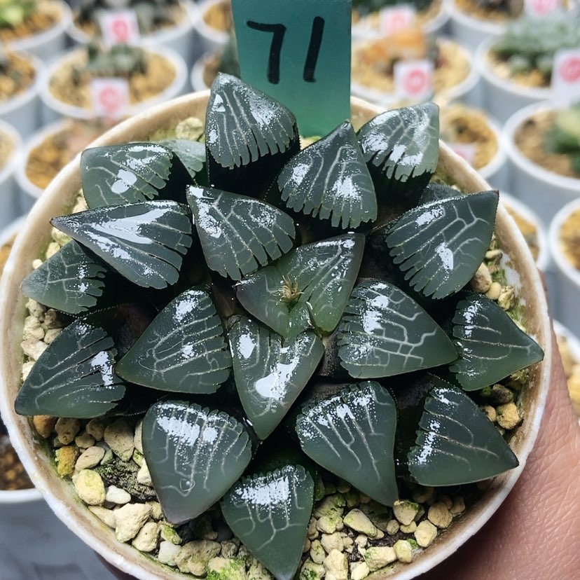 【闪购商品】71实方克
