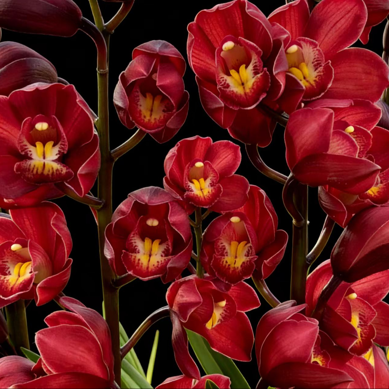 （朱雀）深红色大花惠兰直立款大花苞室内绿植花卉盆栽年宵花