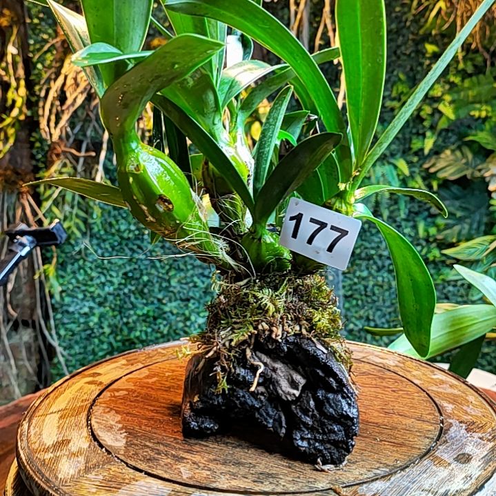 177鼓槌花卉植物花卉