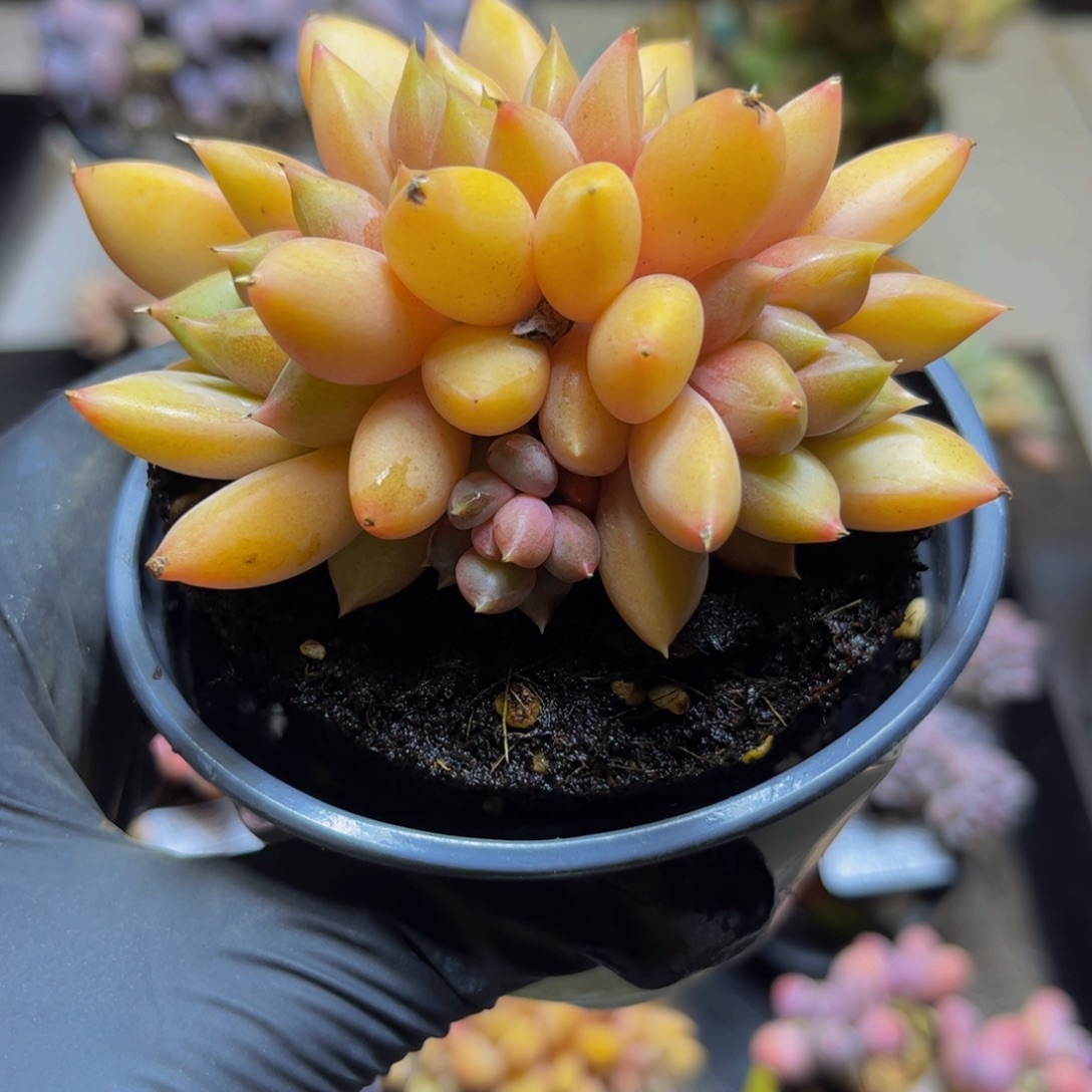 300黄金象牙朵朵缀8厘米