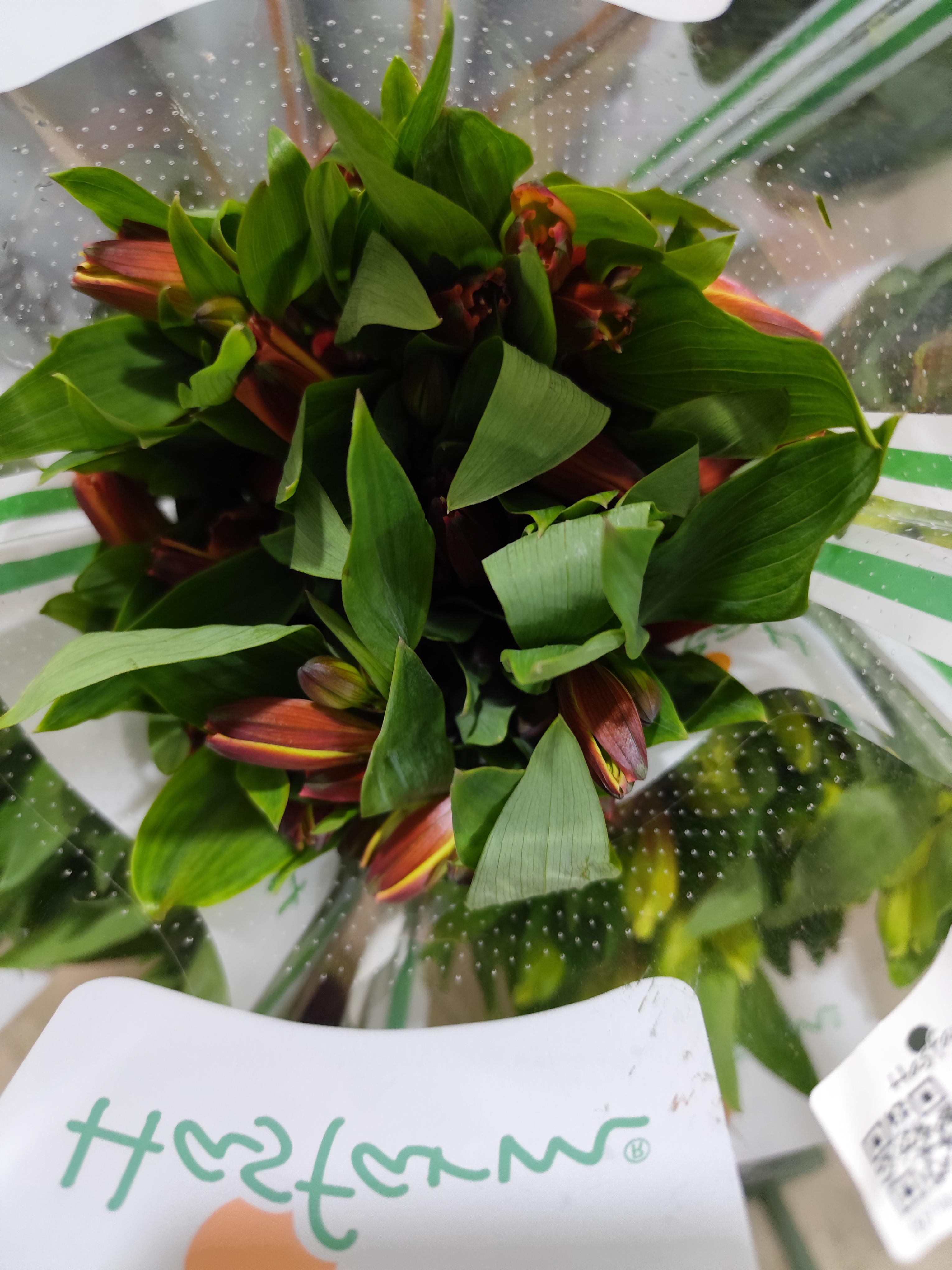 海盛六出花橙色鸡尾酒cct 任意两单顺丰冷链包邮