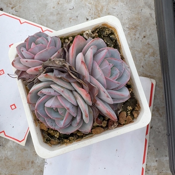 滋***滋布鲁蓝新号福利价