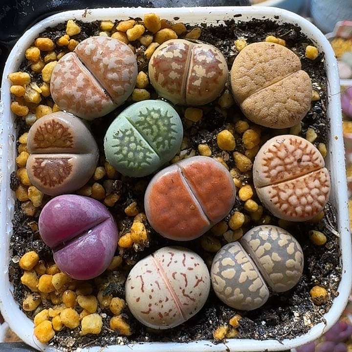 生石花11111111。  135