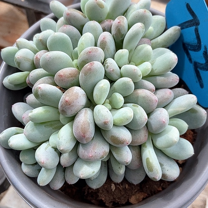 多肉植物香香雪722