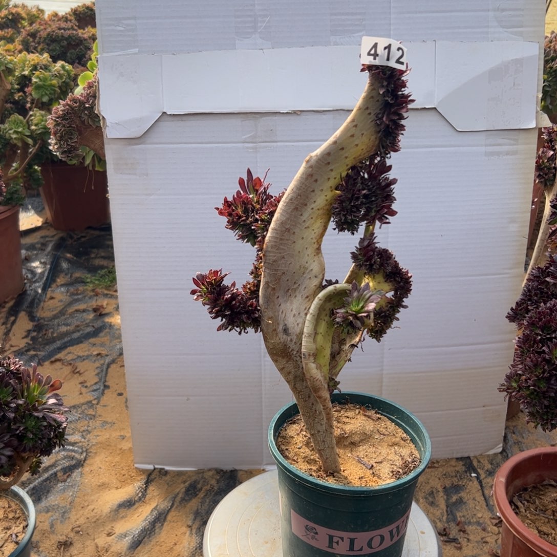 有伤黑缀412高38