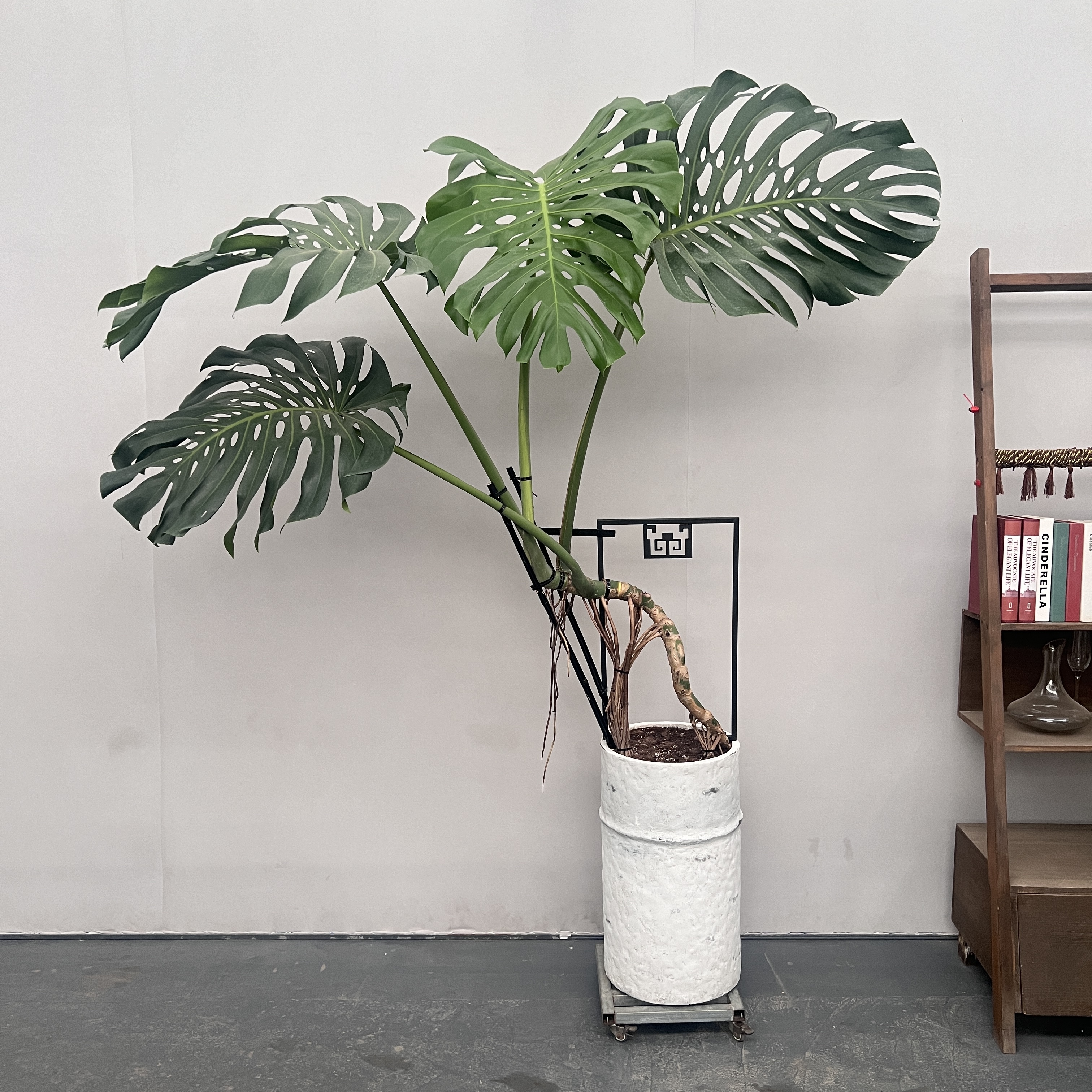 龟背竹大型绿植盆栽室内观赏北欧风好养植物天南星科型耐阴网红