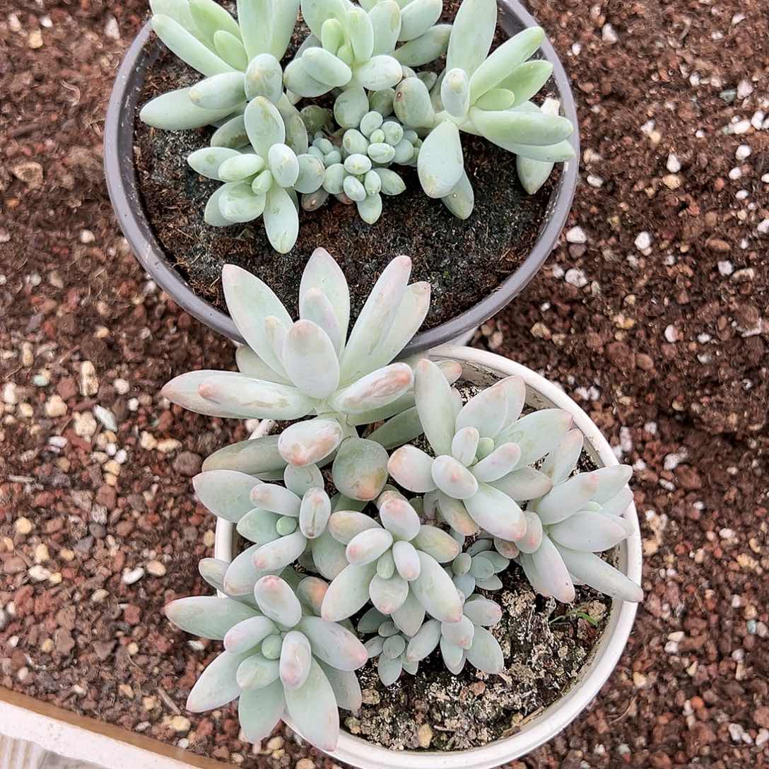 【闪购商品】白兰地两个福利