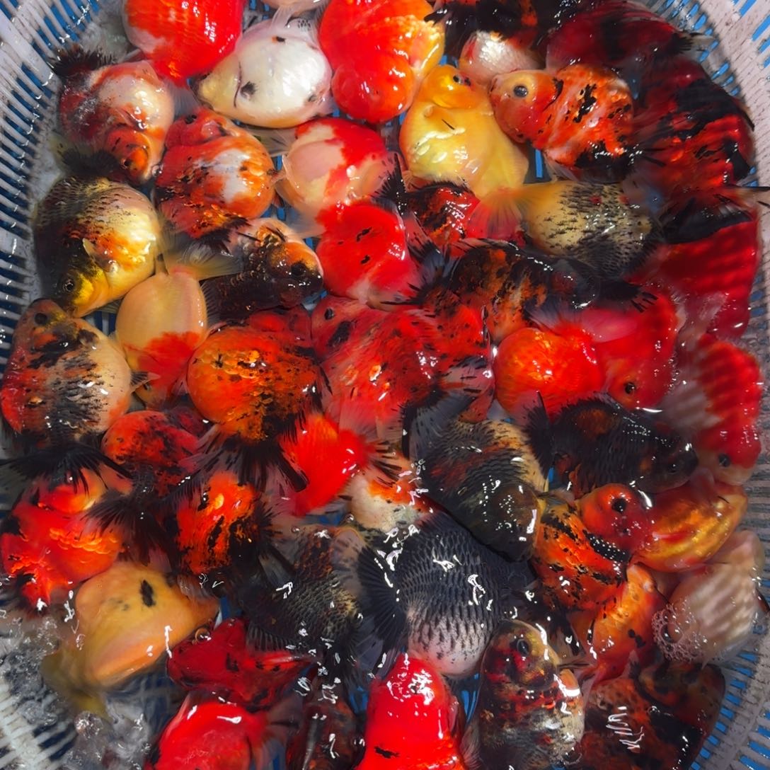 狮头鱼将军盲盒2只