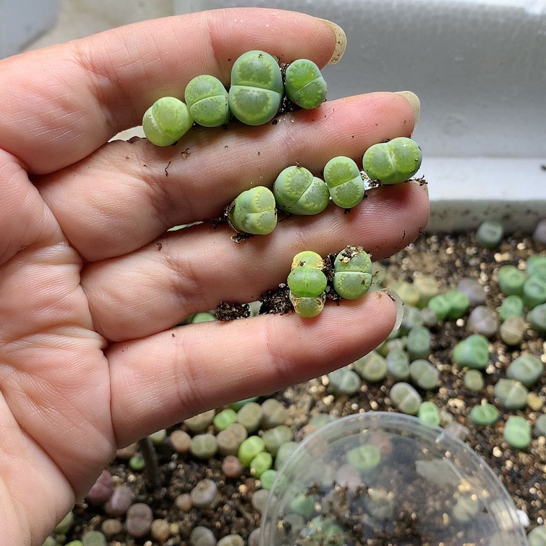 一*G04多肉植物保护