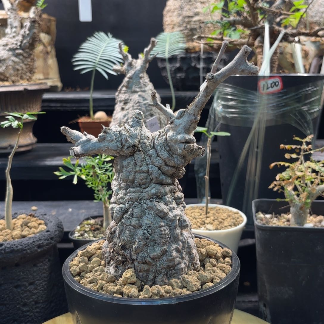 木  象足漆树建议寄养