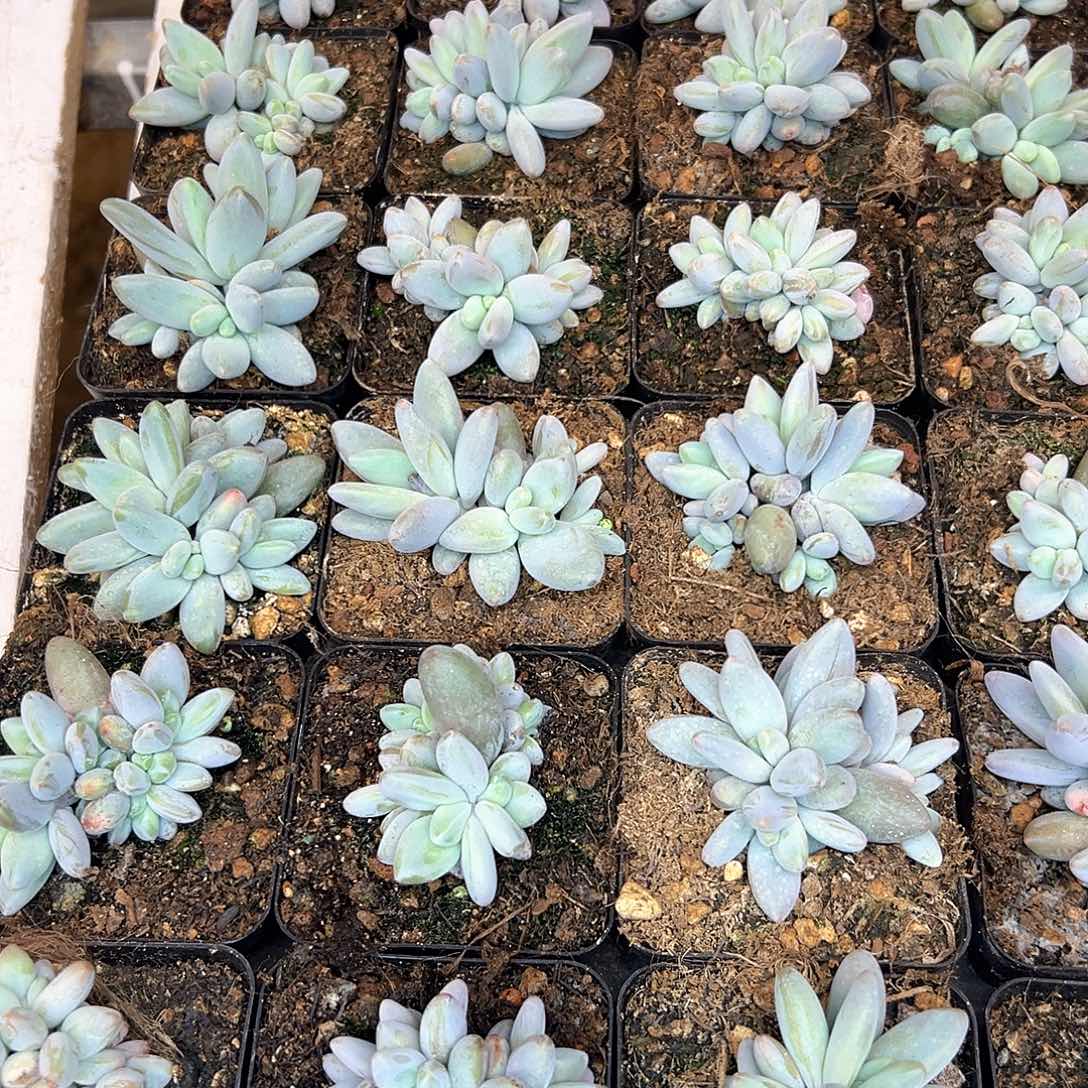 Z***Y24颗小企鹅苗，一物一拍