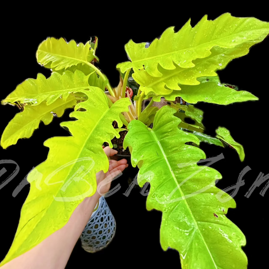 黄金鳄鱼蔓绿绒室内观叶稀有植物好养绿植盆栽