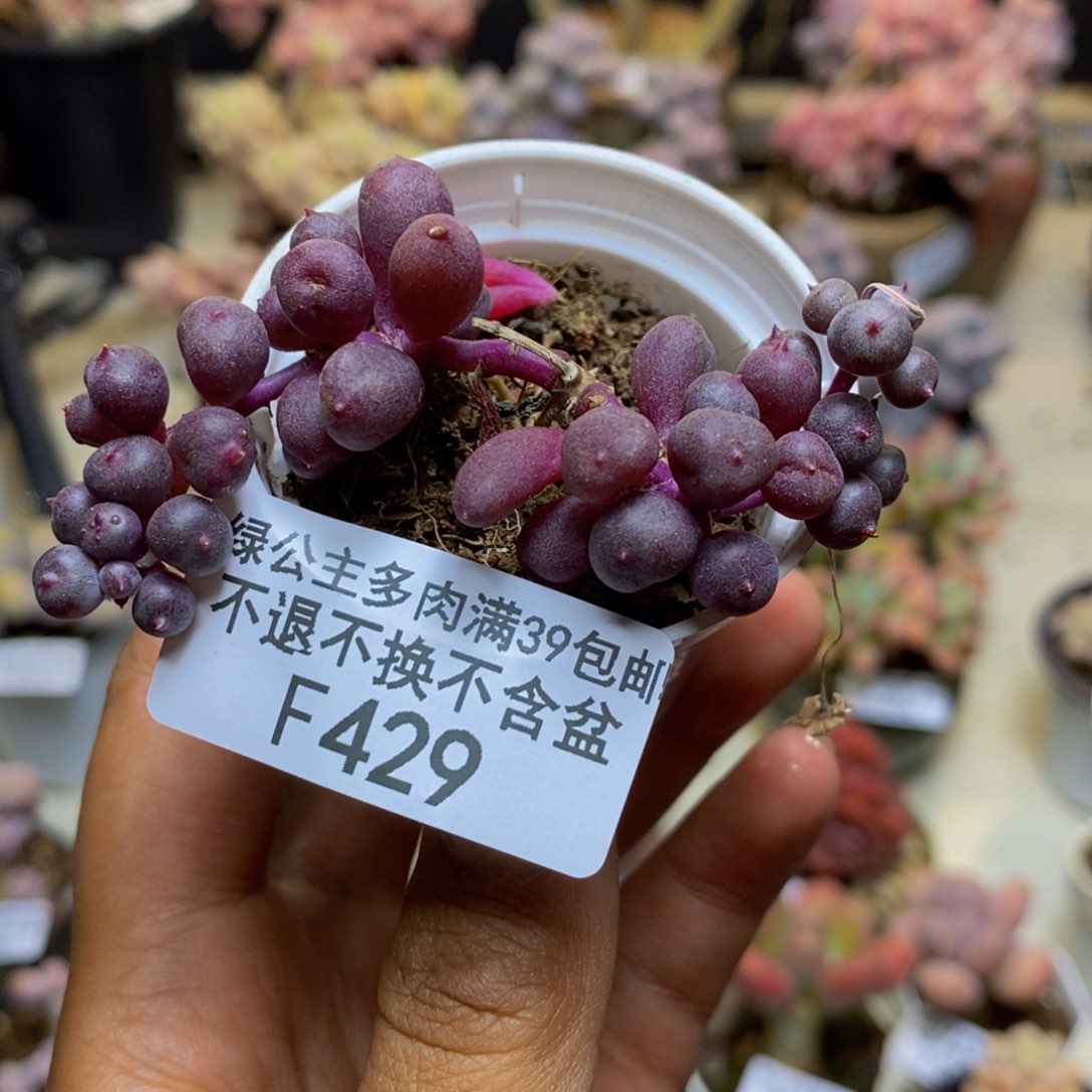 429紫泡泡多肉4c m