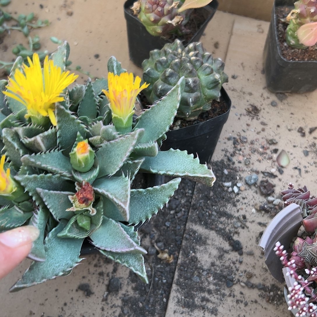 多肉植物怒涛开花