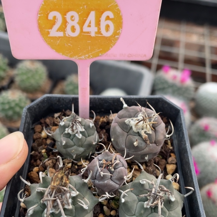 孙***哒实生娇丽一盒2846000000