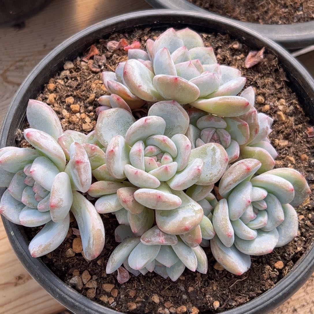 新年快乐 新年快乐