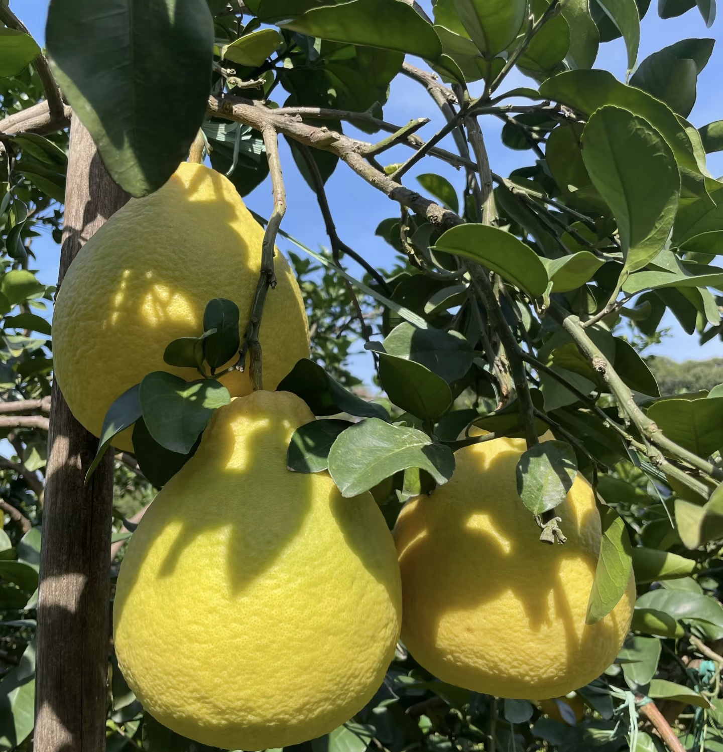 江永香柚纯甜无酸，老人孕妇小孩都可以放心吃