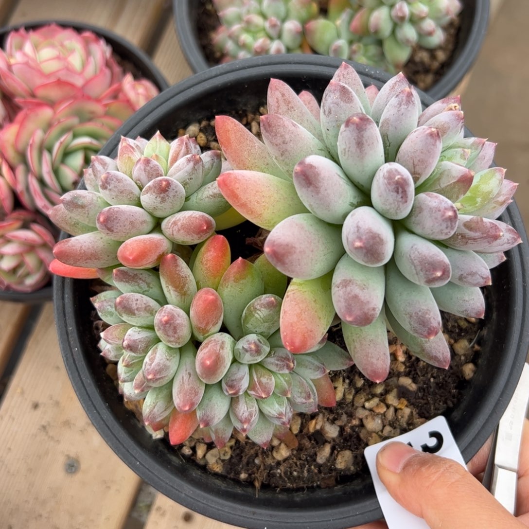 友***子326 多肉植物组合盆栽