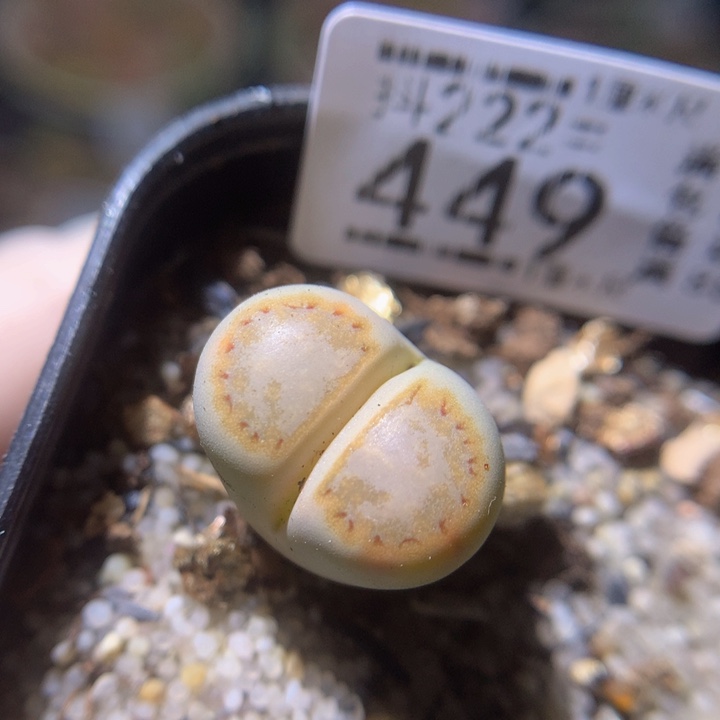 精品生石花222.449黄绿饼干