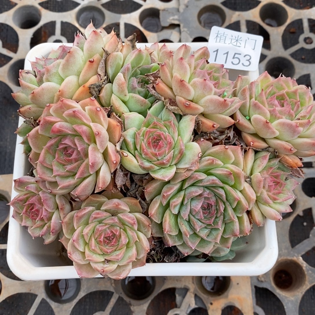 奇***缘杂交精品多肉1153~14厘米