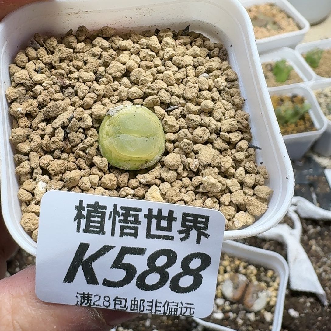 多肉植物的润泽fbn