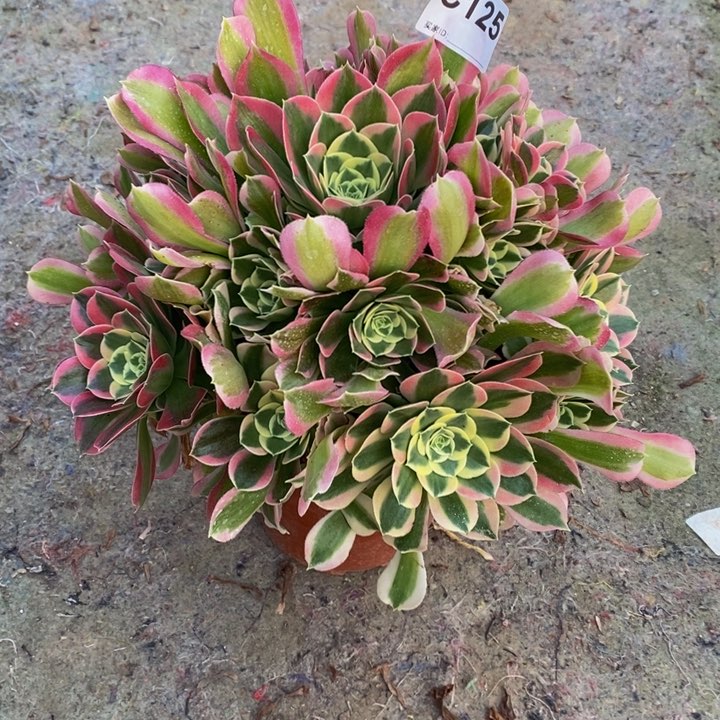 雨花石多肉植物125