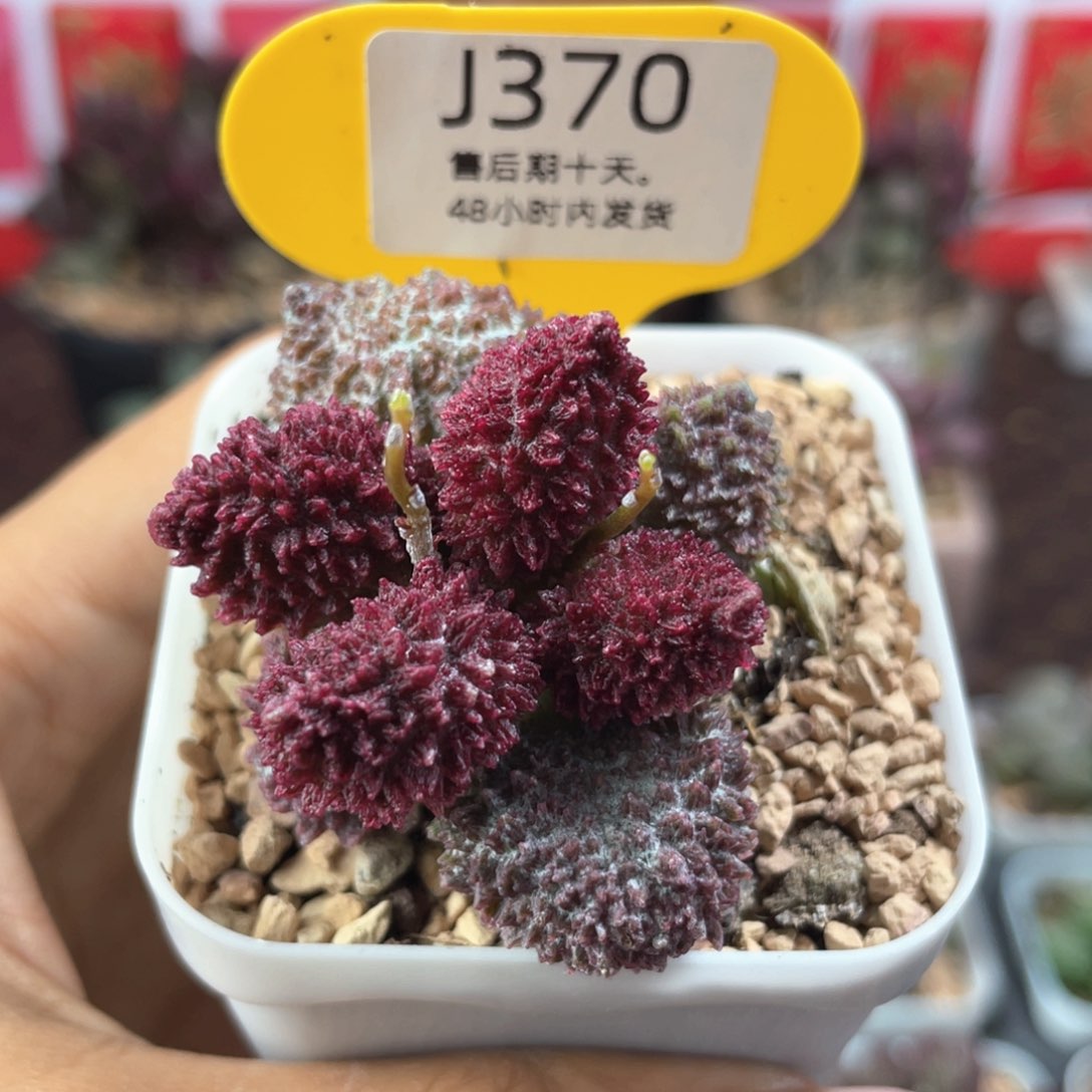 朱紫玉。       370。    