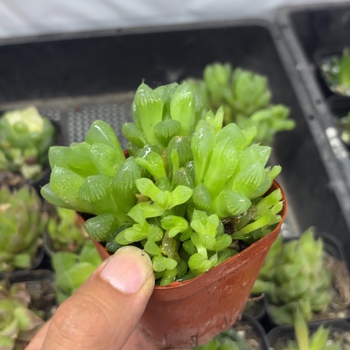 瑕疵群生雪花玉露 带盘发货