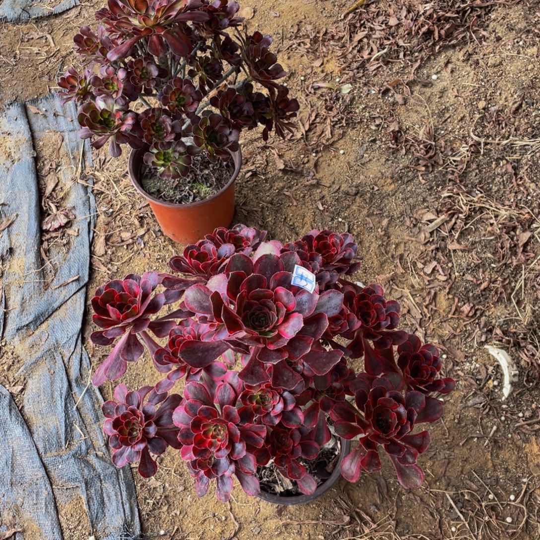 丽娜造型13鲜花老桩