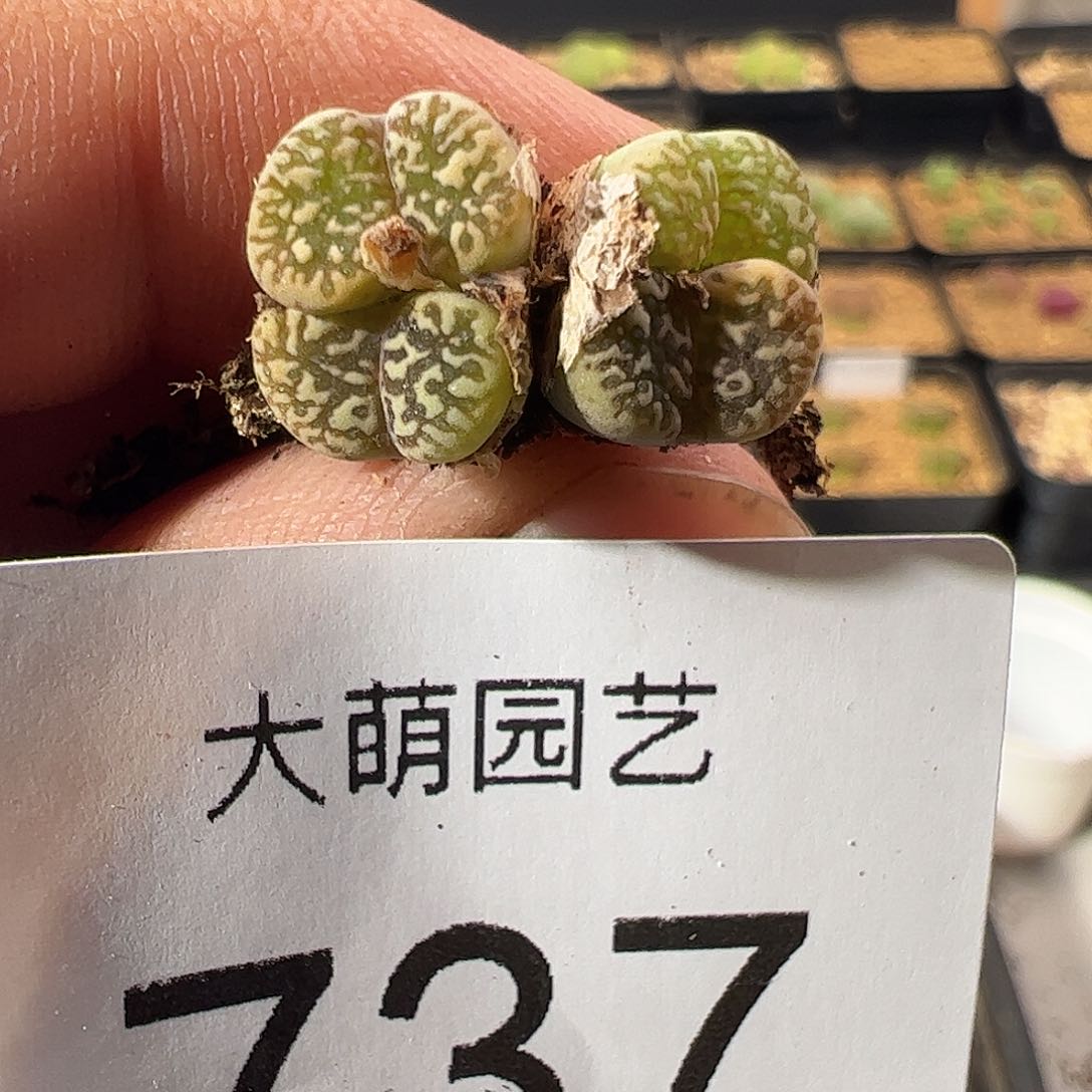 0000737 一物一拍……