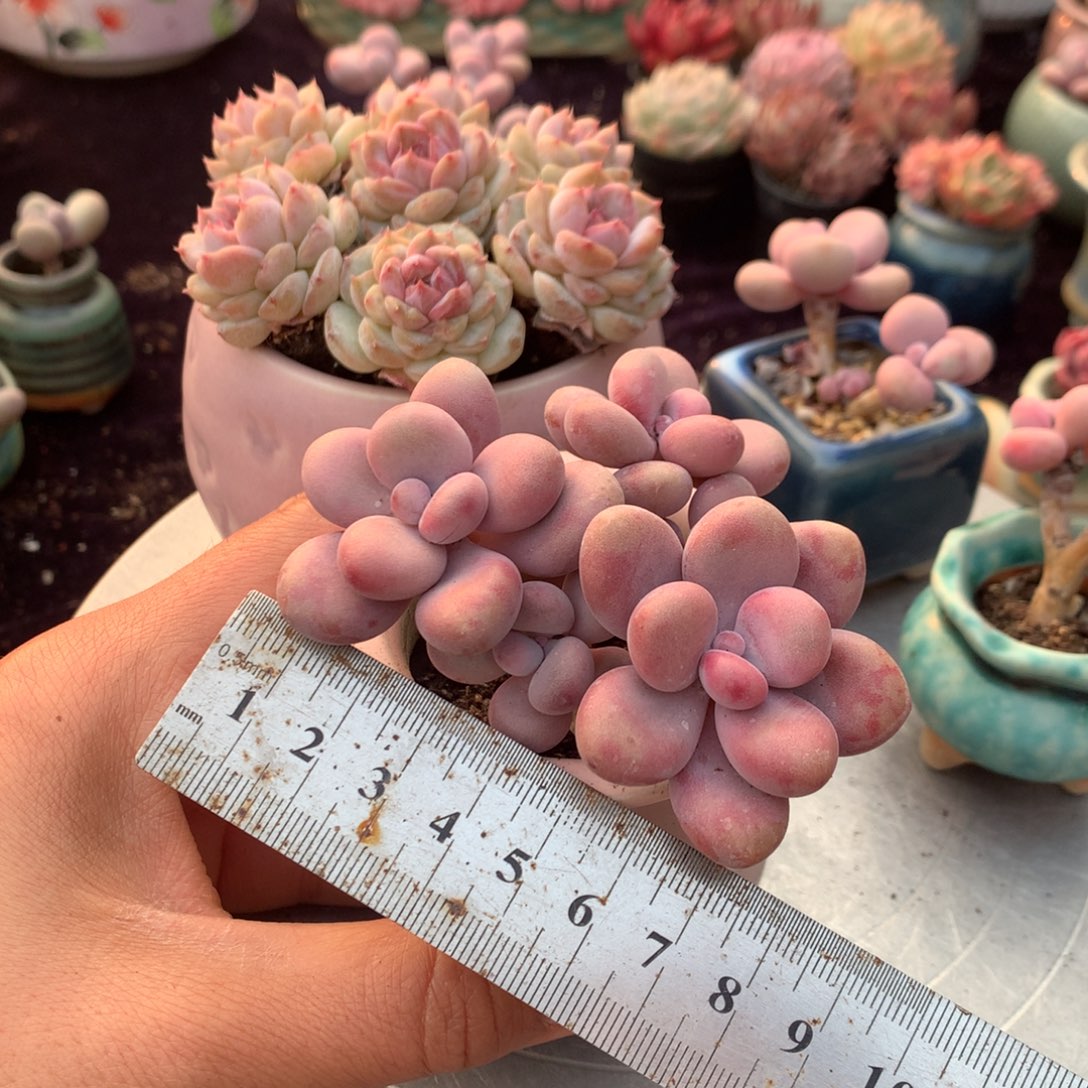 10号带盆偏远地区不包邮的