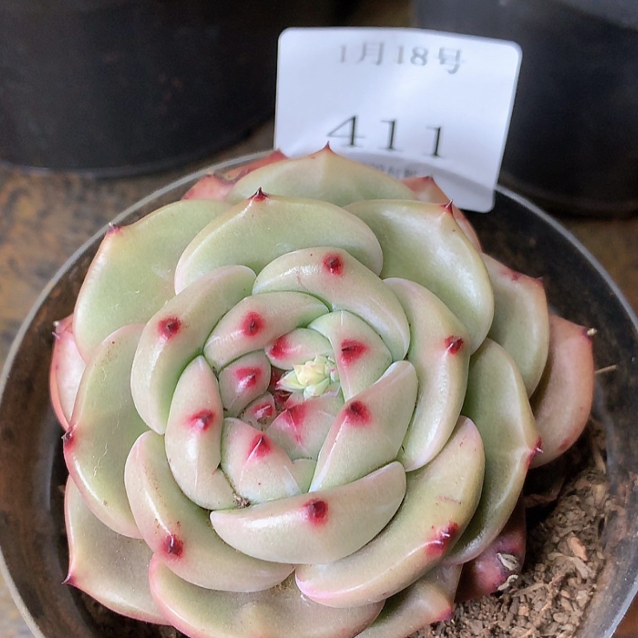 【闪购商品】云411号