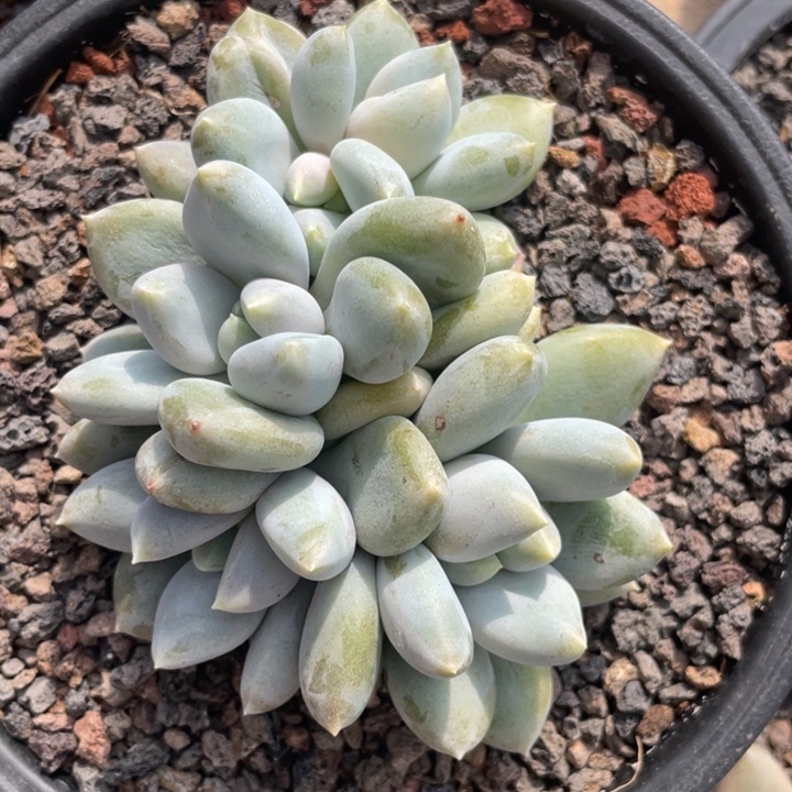 黄体哥特，5头无砍