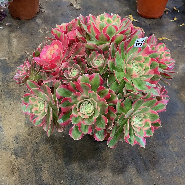 多肉女郎法师330000