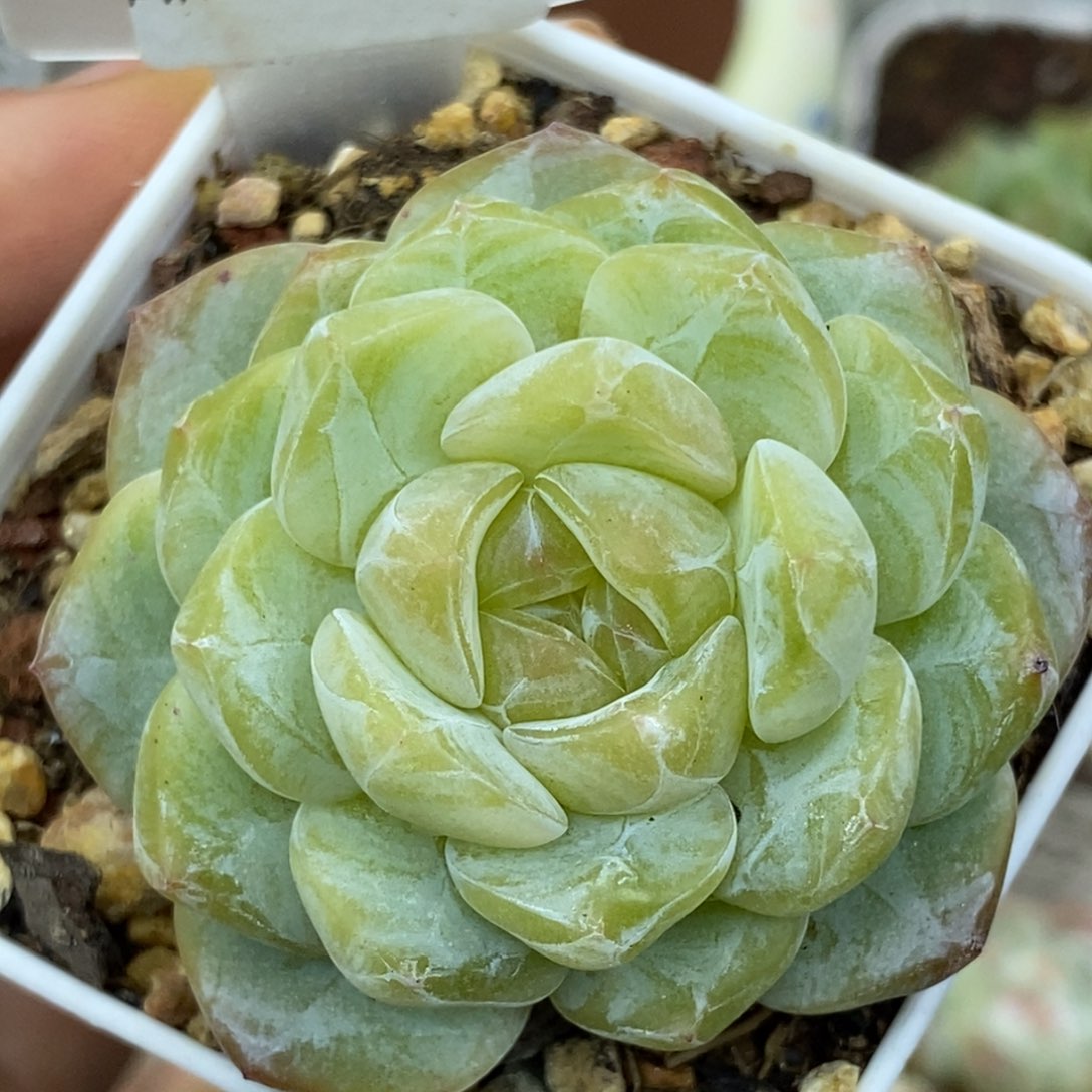 451东篱下多肉植物盆栽