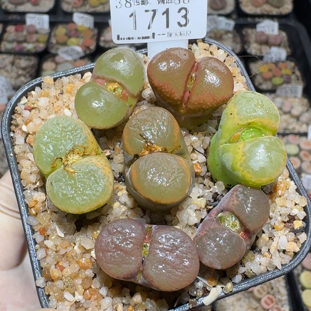 zzz好可爱的生石花1713