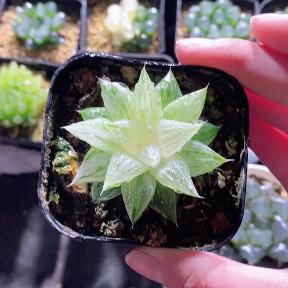 元祖冰沙糖锦多肉植物