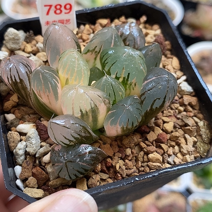 789水晶玉露锦一物一拍