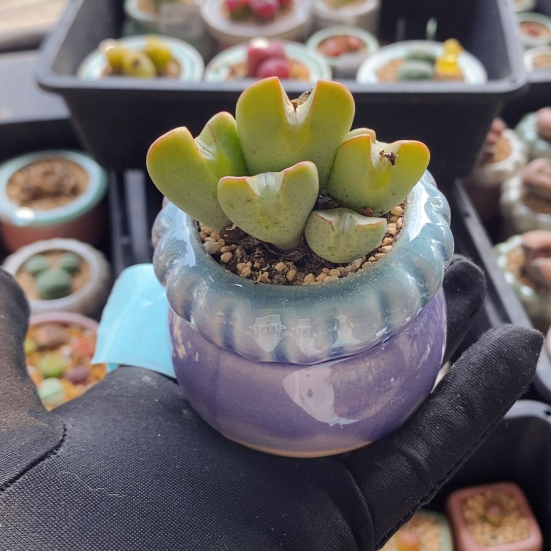 7038--一物一拍 带盆