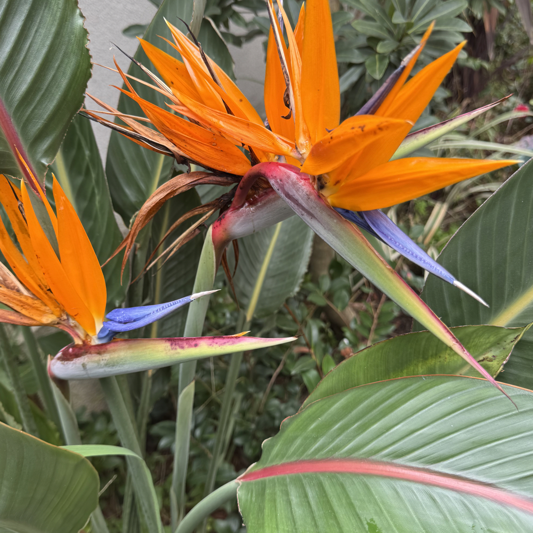 【鹤望兰】室内客厅除甲醛净化空气好养活一盆3株
