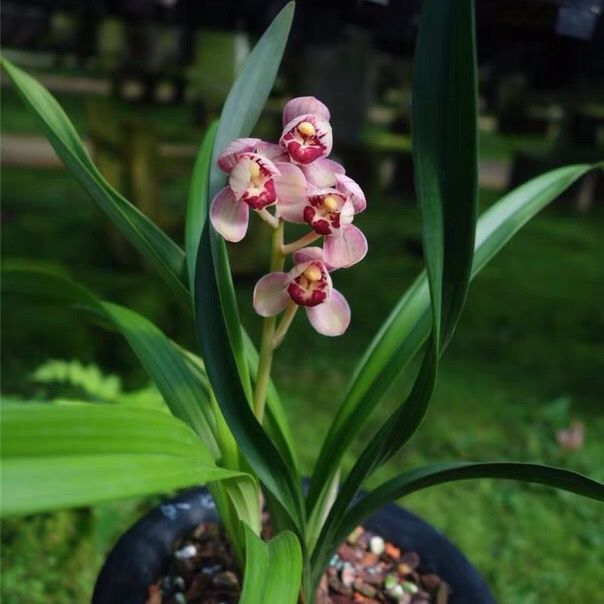 室内绿植兰花苗兰花盆栽建兰红月荷瓣兰浓香花卉盆栽好养活客厅