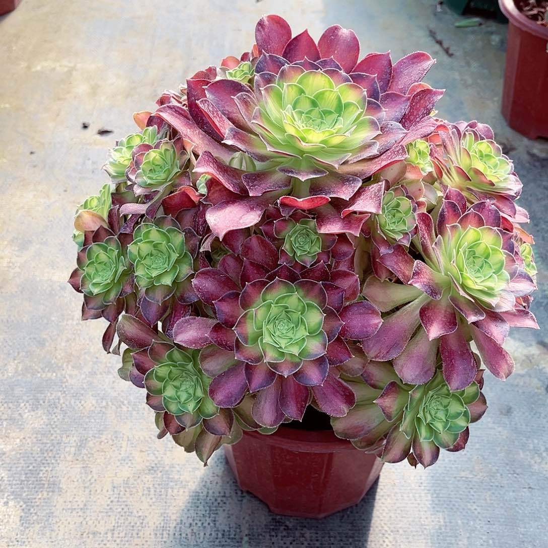 法师韶华漂亮漂亮