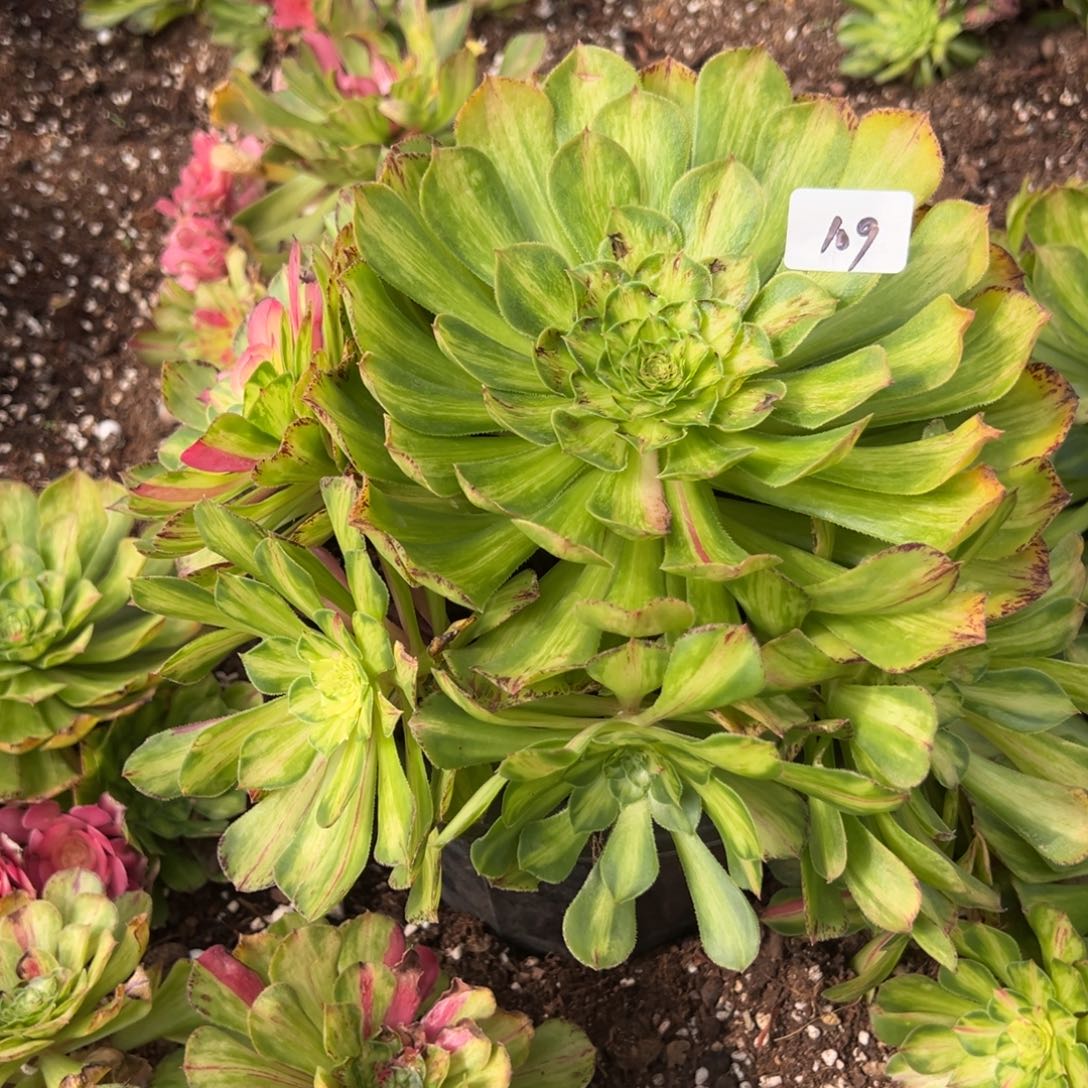 109知否多肉椅子多肉