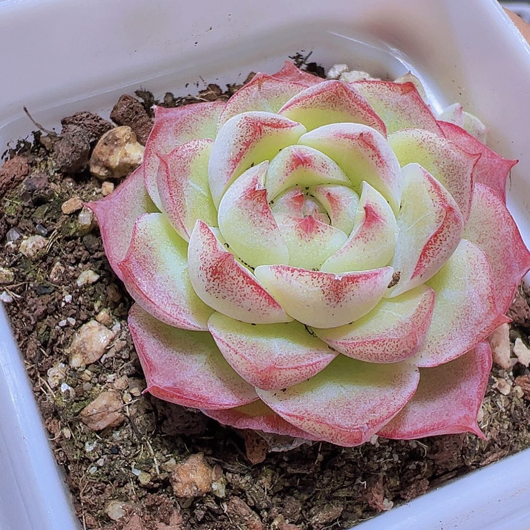 玫瑰仙子小精品19包邮