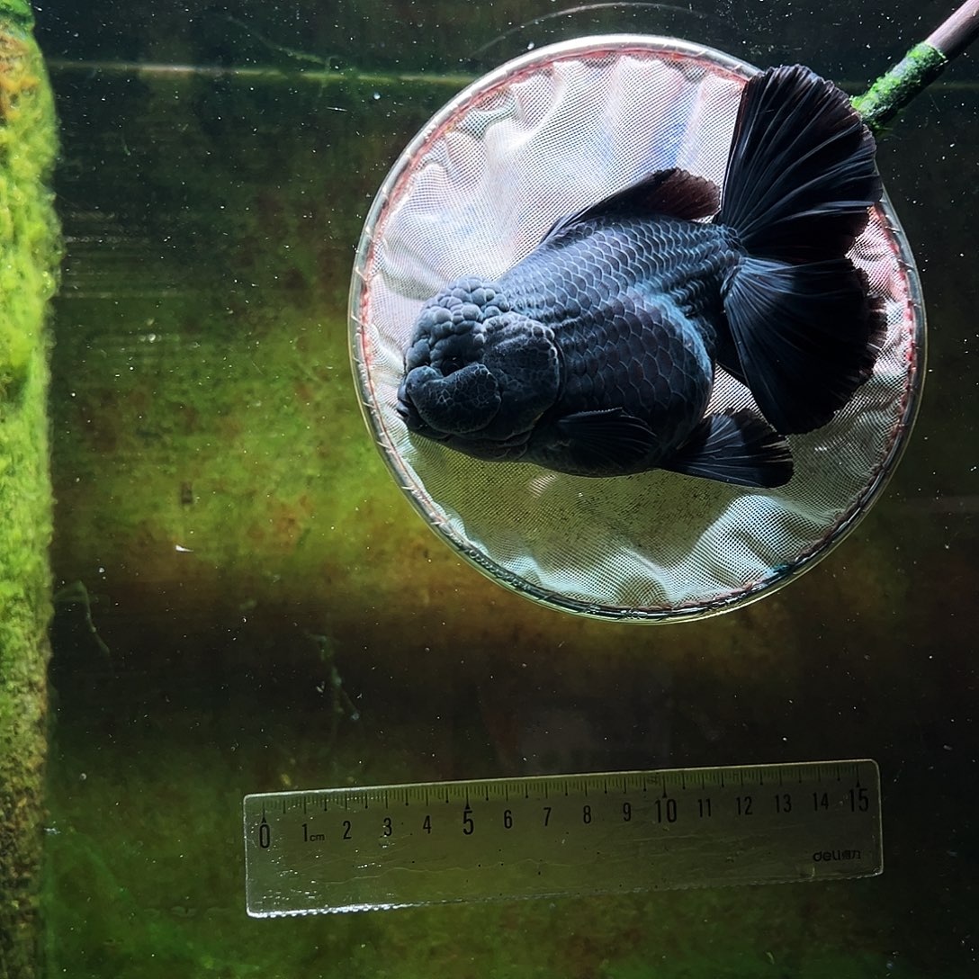 金鱼冷水金鱼百褶泰狮