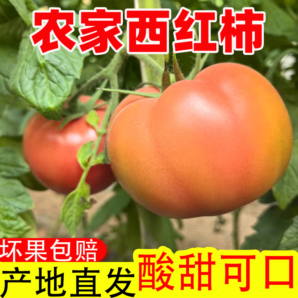 【杨哥专属】5斤现摘番茄西红柿自燃成熟沙瓤酸甜爽口当季新鲜采摘